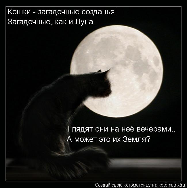 Котоматрица: Глядят они на неё вечерами... А может это их Земля? Кошки - загадочные созданья! Загадочные, как и Луна.