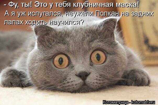 Котоматрица: - Фу, ты! Это у тебя клубничная маска! А я уж испугался, неужели Полкан на задних лапах ходить научился?