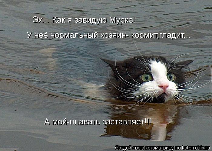 Котоматрица: Эх... Как я завидую Мурке! У неё нормальный хозяин- кормит,гладит... А мой-плавать заставляет!!!