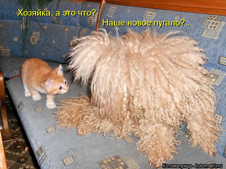 Котоматрица: Хозяйка, а это что? Наше новое пугало?..