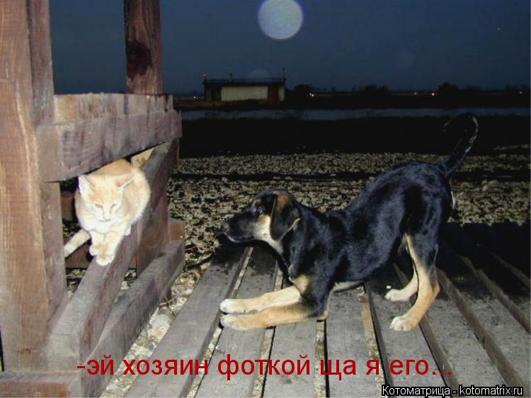 Котоматрица: -эй хозяин фоткой ща я его...