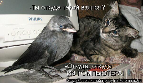 Котоматрица: -Ты откуда такой взялся? -Откуда, откуда... ИЗ КОМПЬЮТЕРА!
