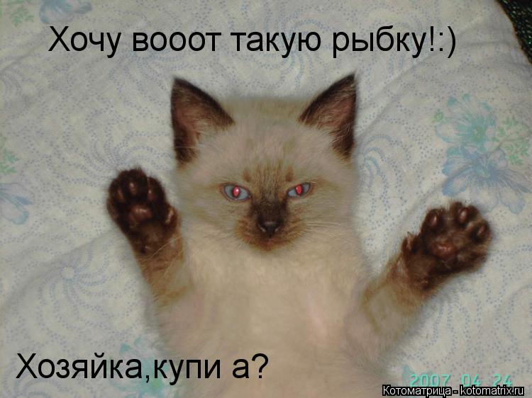Котоматрица: Хочу вооот такую рыбку!:) Хозяйка,купи а?