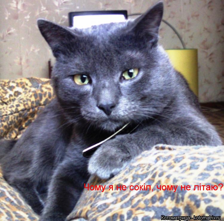 Котоматрица: Чому я не сокіл, чому не літаю?