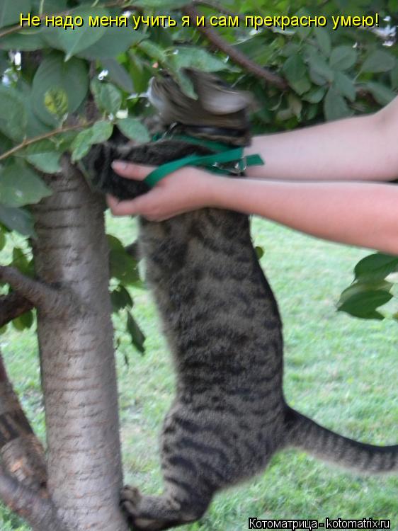 Котоматрица: Не надо меня учить я и сам прекрасно умею!