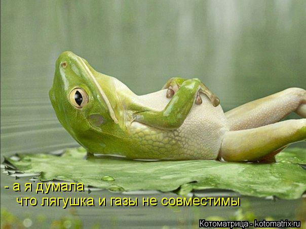 Котоматрица: - а я думала  что лягушка и газы не совместимы что лягушка и газы не совместимы