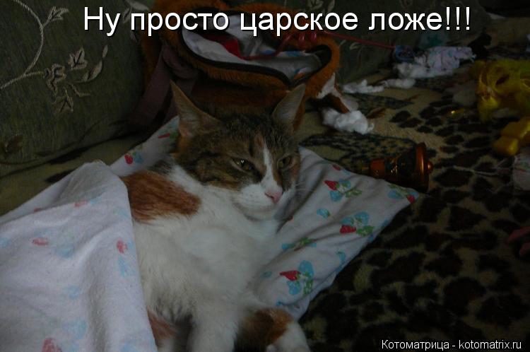 Котоматрица: Ну просто царское ложе!!!