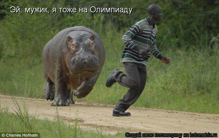 Котоматрица: Эй, мужик, я тоже на Олимпиаду