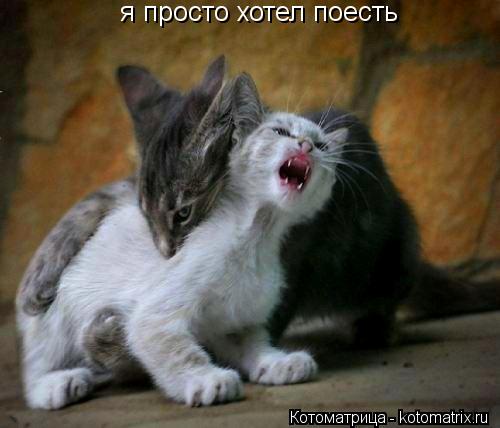 Котоматрица: я просто хотел поесть