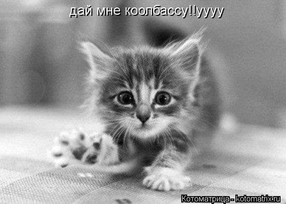 Котоматрица: дай мне коолбассу!!уууу