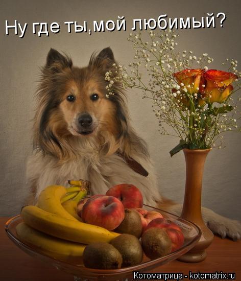 Котоматрица: Ну где ты,мой любимый?