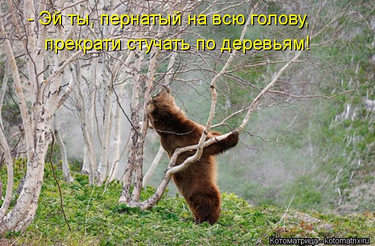 Котоматрица: прекрати стучать по деревьям! - Эй ты, пернатый на всю голову,