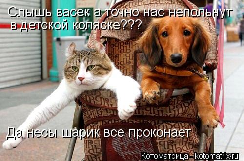 Котоматрица: Слышь васек а точно нас непольнут  в детской коляске??? Да несы шарик все проконает