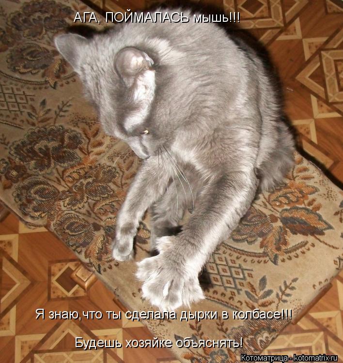 Котоматрица: АГА, ПОЙМАЛАСЬ мышь!!! Я знаю,что ты сделала дырки в колбасе!!! Будешь хозяйке объяснять!