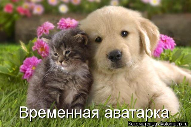 Котоматрица: Временная аватарка