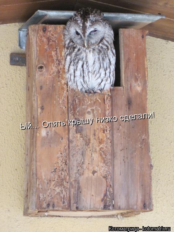 Котоматрица: Ый... Опять крышу низко сделали!