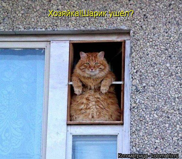 Котоматрица: Хозяйка!Шарик ушёл?
