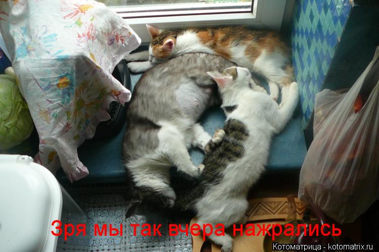 Котоматрица: Зря мы так вчера нажрались