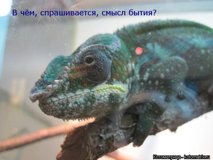 Котоматрица: В чём, спрашивается, смысл бытия?