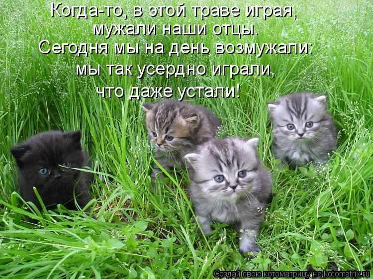 Котоматрица: Когда-то, в этой траве играя, мужали наши отцы. Сегодня мы на день возмужали: мы так усердно играли, что даже устали!