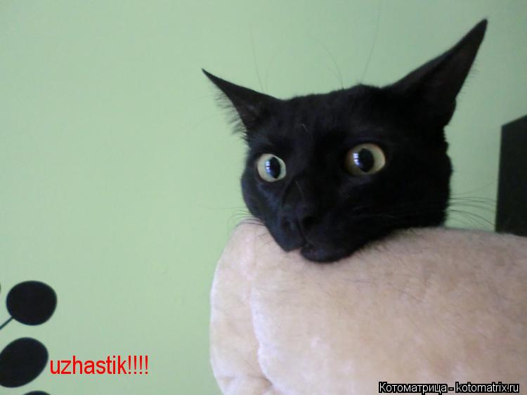 Котоматрица: uzhastik!!!!