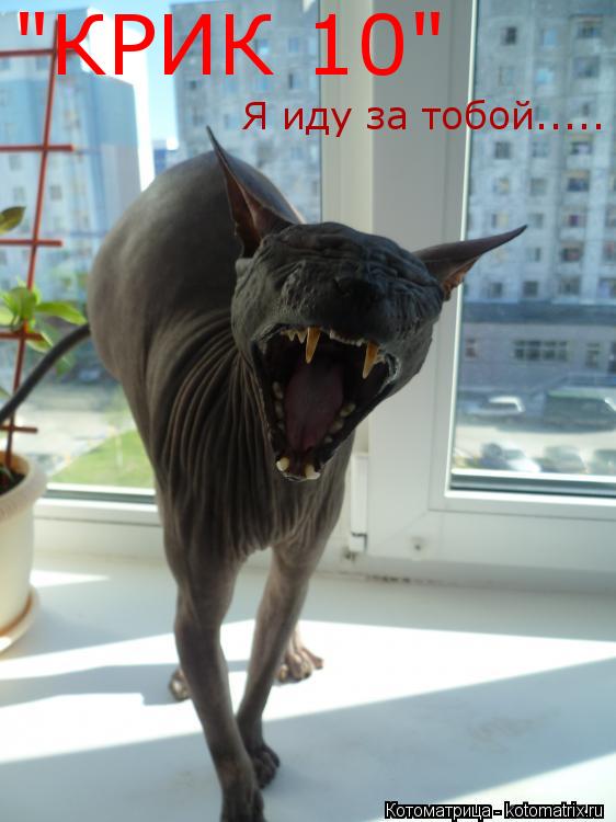 Котоматрица: "КРИК 10" Я иду за тобой.....