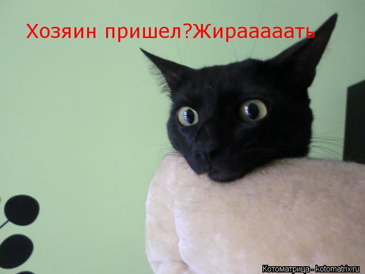 Котоматрица: Хозяин пришел?Жирааааать