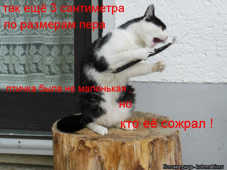 Котоматрица: так ещё 3 сантиметра по размерам пера  птичка была не маленькая , кто её сожрал ! но
