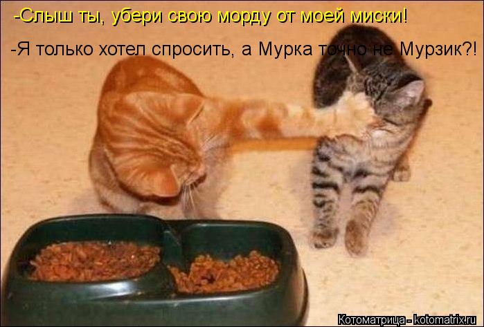 Котоматрица: -Слыш ты, убери свою морду от моей миски! -Я только хотел спросить, а Мурка точно не Мурзик?!