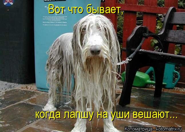 Котоматрица: Вот что бывает, когда лапшу на уши вешают...