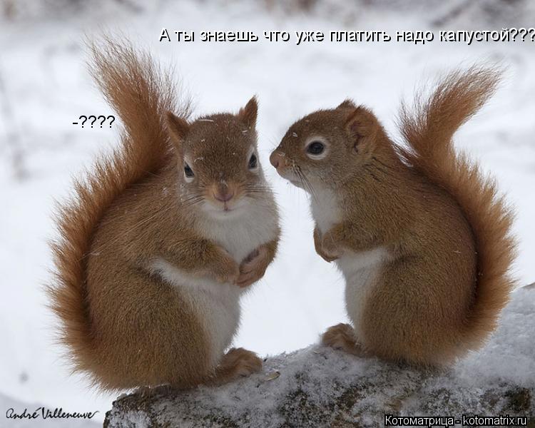 Котоматрица: А ты знаешь что уже платить надо капустой??? -????