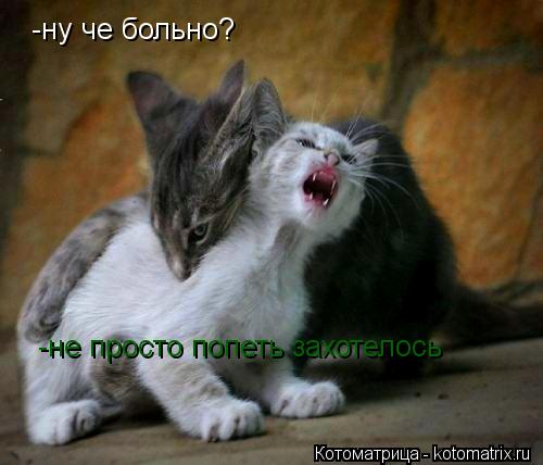 Котоматрица: -ну че больно? -не просто попеть захотелось