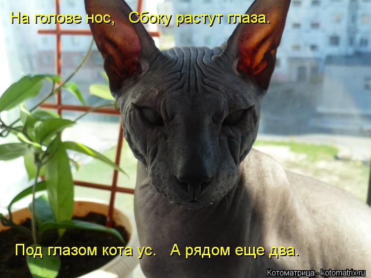 Котоматрица: На голове нос,   Сбоку растут глаза.   Под глазом кота ус.   А рядом еще два. На голове нос,   Сбоку растут глаза.    Под глазом кота ус.   А рядом ещ