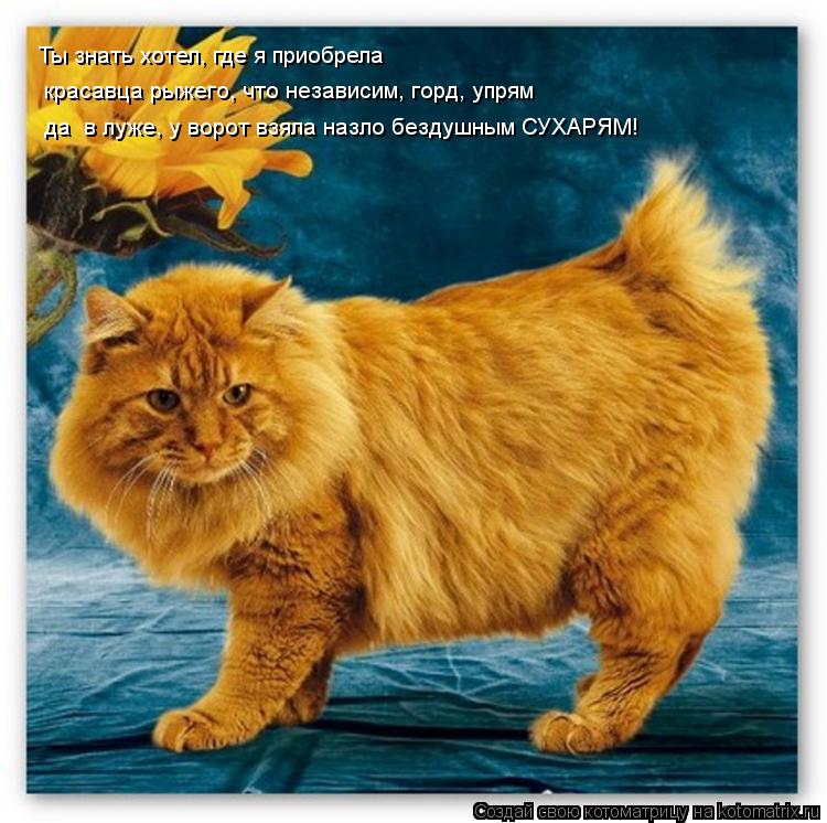 Котоматрица: Ты знать хотел, где я приобрела  красавца рыжего, что независим, горд, упрям да  в луже, у ворот взяла назло бездушным СУХАРЯМ!