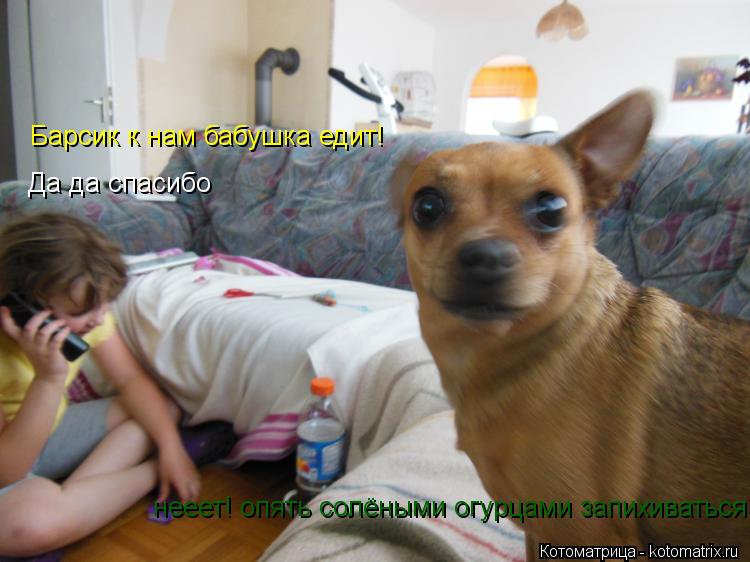 Котоматрица: Да да спасибо   Барсик к нам бабушка едит! нееет! опять солёными огурцами запихиваться