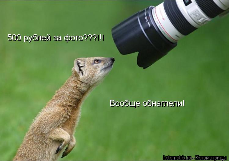 Котоматрица: 500 рублей за фото???!!! Вообще обнаглели!