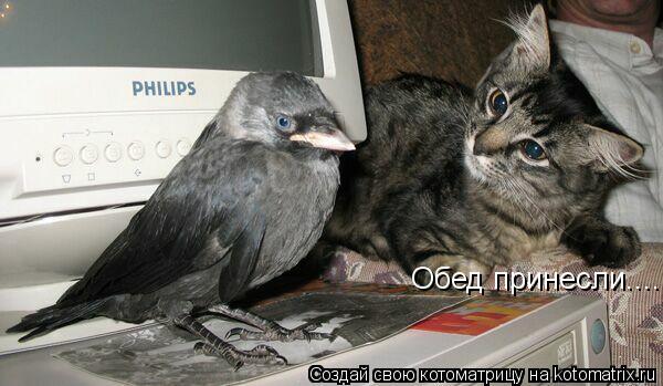 Котоматрица: Обед принесли....