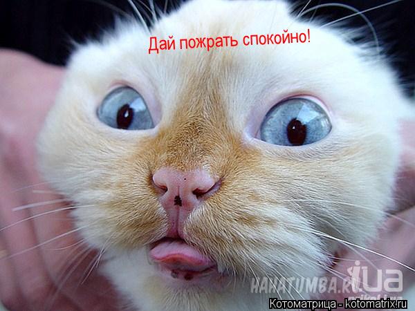 Котоматрица: Дай пожрать спокойно!