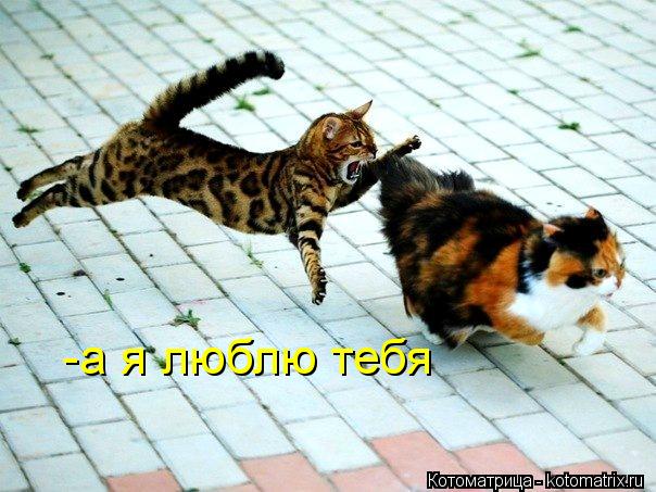 Котоматрица: -а я люблю тебя