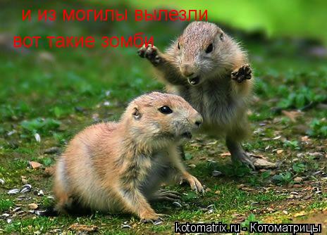 Котоматрица: и из могилы вылезли вот такие зомби