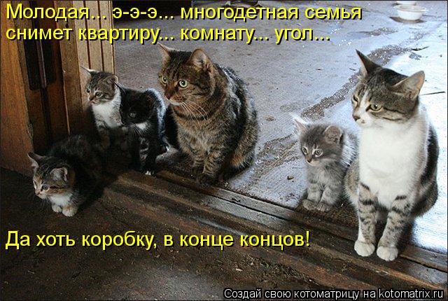 Котоматрица: Молодая... э-э-э... многодетная семья  снимет квартиру... комнату... угол...  Да хоть коробку, в конце концов!