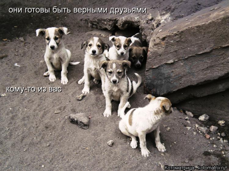 Котоматрица: они готовы быть верными друзьями кому-то из вас