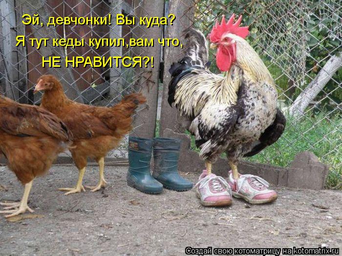 Котоматрица: Эй, девчонки! Вы куда? Я тут кеды купил,вам что, НЕ НРАВИТСЯ?!
