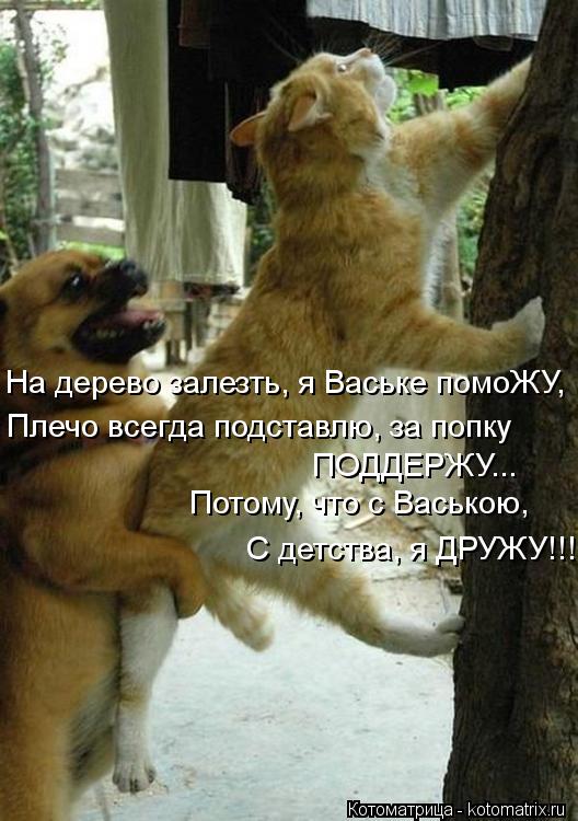 Котоматрица: Потому, что с Ваською, С детства, я ДРУЖУ!!! На дерево залезть, я Ваське помоЖУ, Плечо всегда подставлю, за попку ПОДДЕРЖУ...