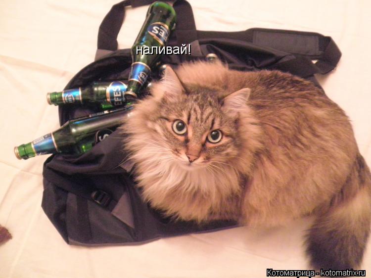 Котоматрица: наливай!