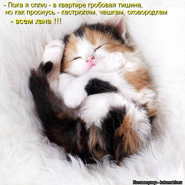 Котоматрица: - Пока я сплю - в квартире гробовая тишина, но как проснусь - кастрюлям, чашкам, сковородкам  - всем хана !!!