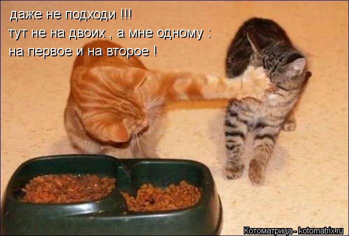 Котоматрица: даже не подходи !!! тут не на двоих , а мне одному : на первое и на второе !
