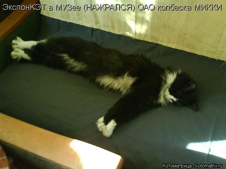 Котоматрица: ЭкспонKЭТ в МУЗее (НАЖРАЛСЯ) ОАО колбаска МИККИ