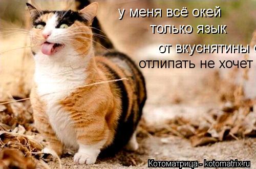 Котоматрица: у меня всё окей только язык  от вкуснятины отлипать не хочет отлипать не хочет