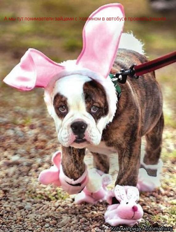 Котоматрица: А мы тут понимаетели зайцами с Хозяином в автобусе проехать решили...
